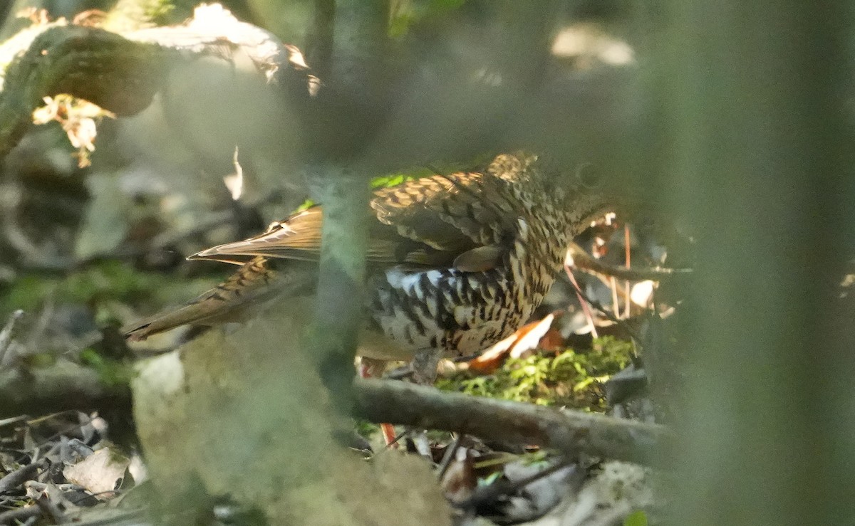 Bassian Thrush - ML646339843