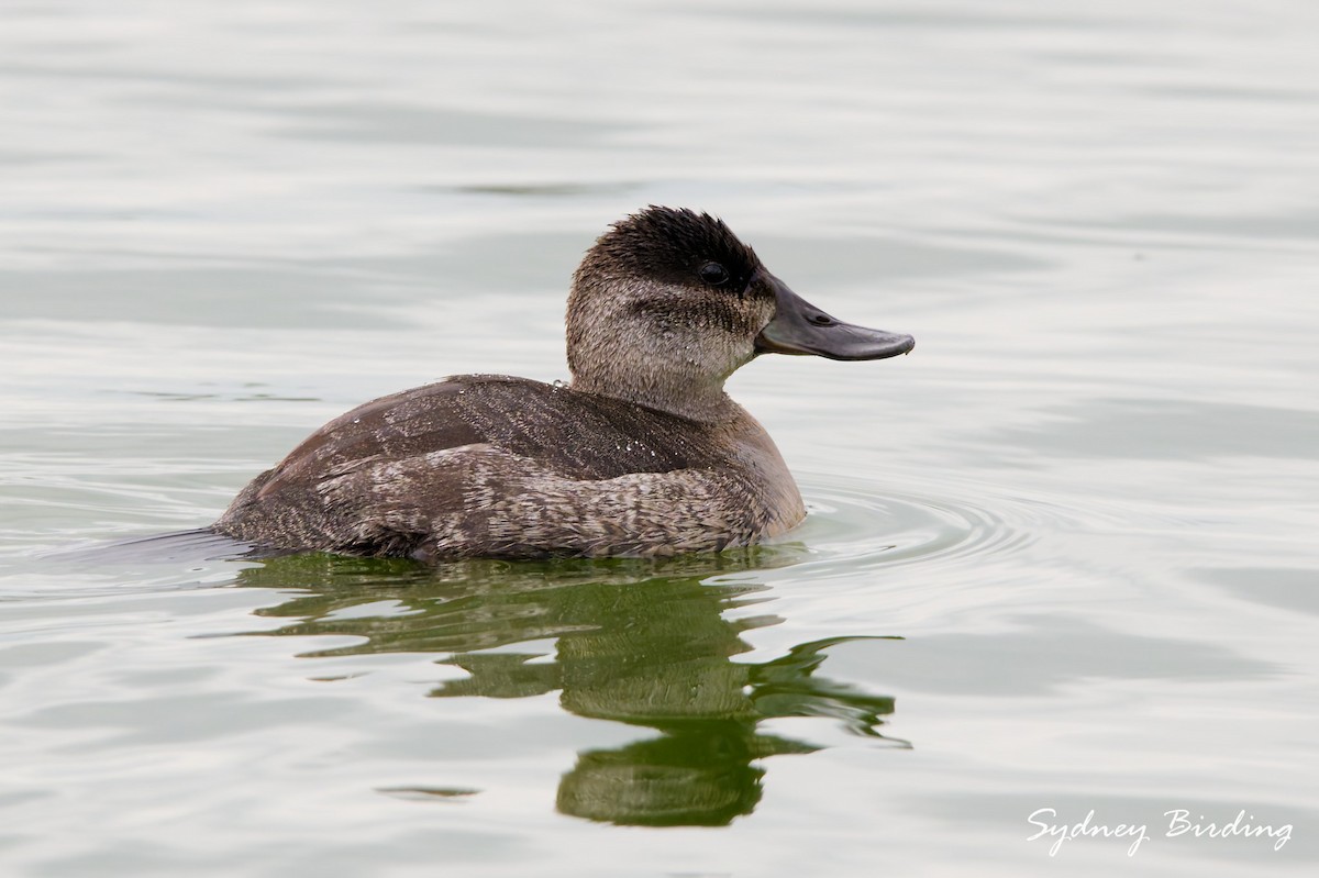 Malvasía Canela - ML646339844