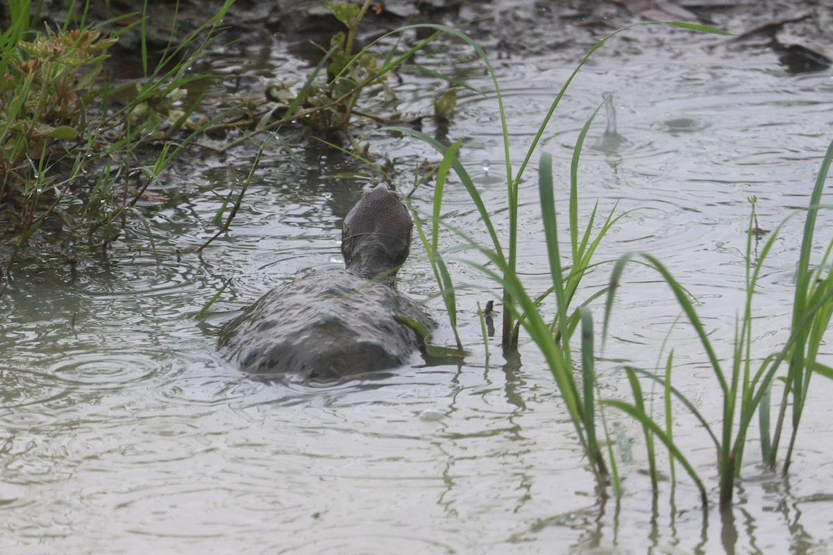 Pelusio a bordo sinuato - ML646339845