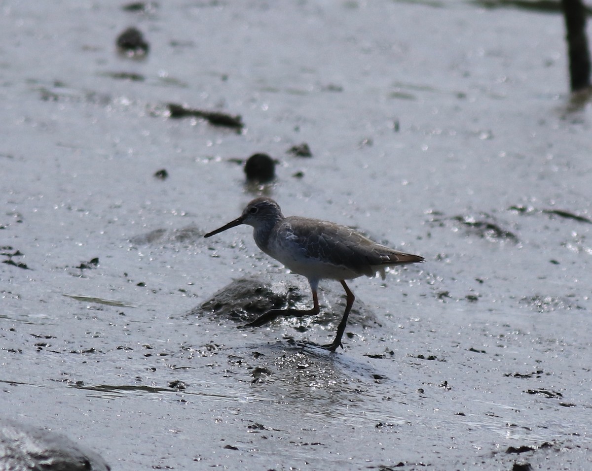 Common Redshank - ML646339849