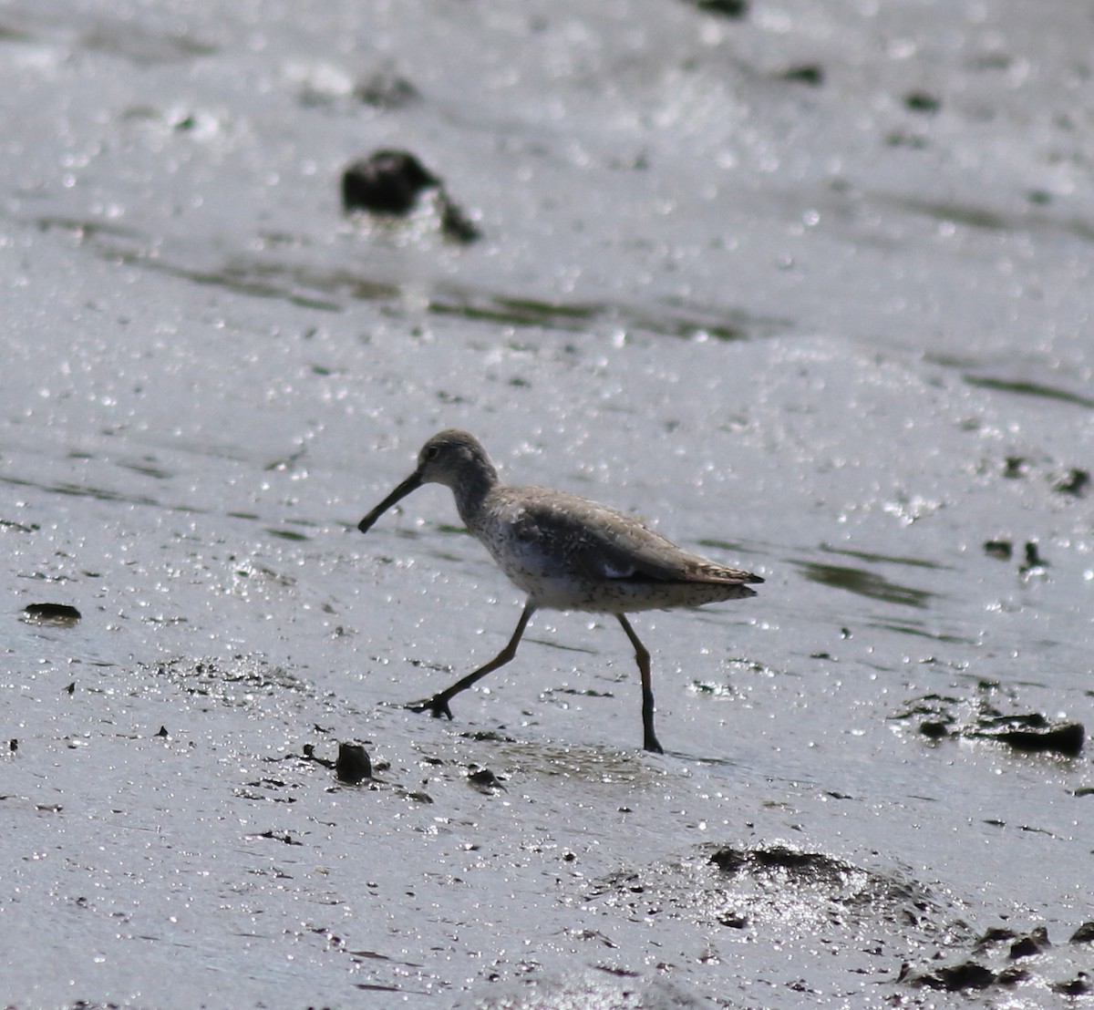 Common Redshank - ML646339850