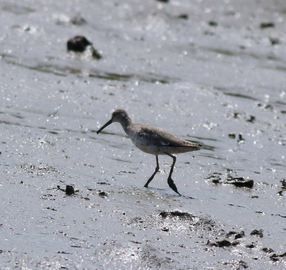 Common Redshank - ML646339851