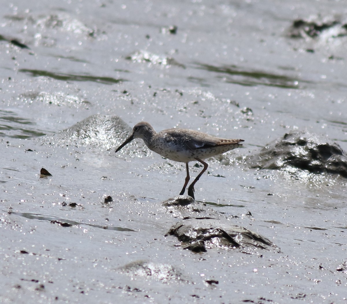 Common Redshank - ML646339852