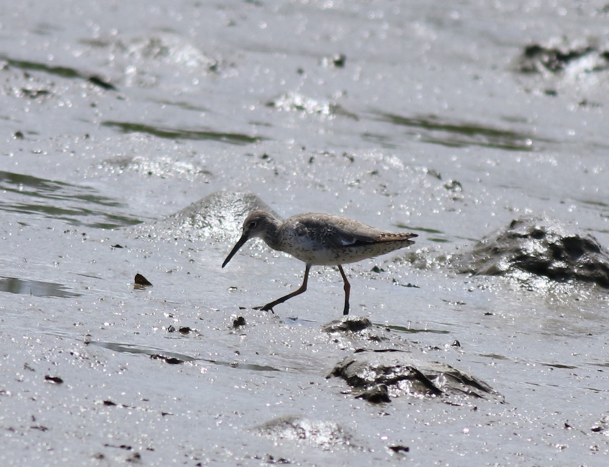 Common Redshank - ML646339853