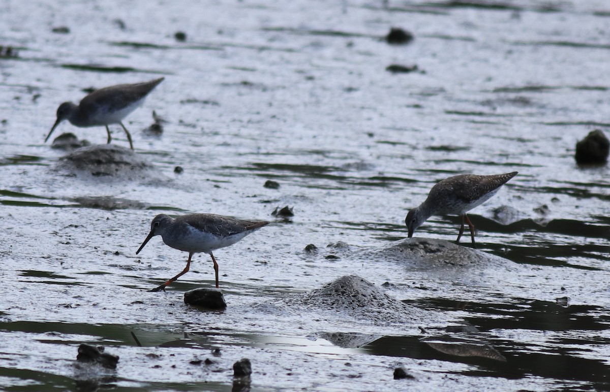 Common Redshank - ML646339854