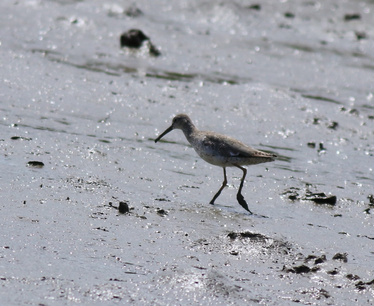 Common Redshank - ML646339855