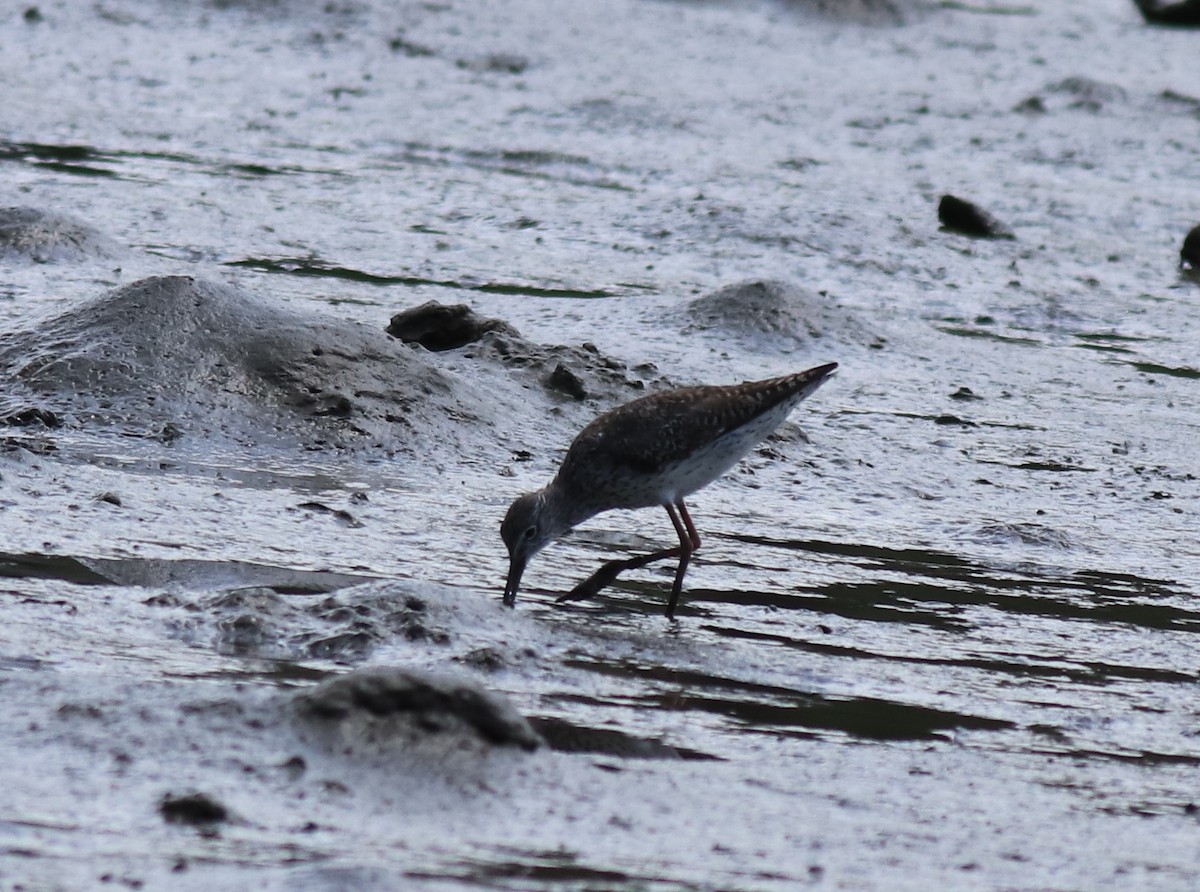Common Redshank - ML646339856
