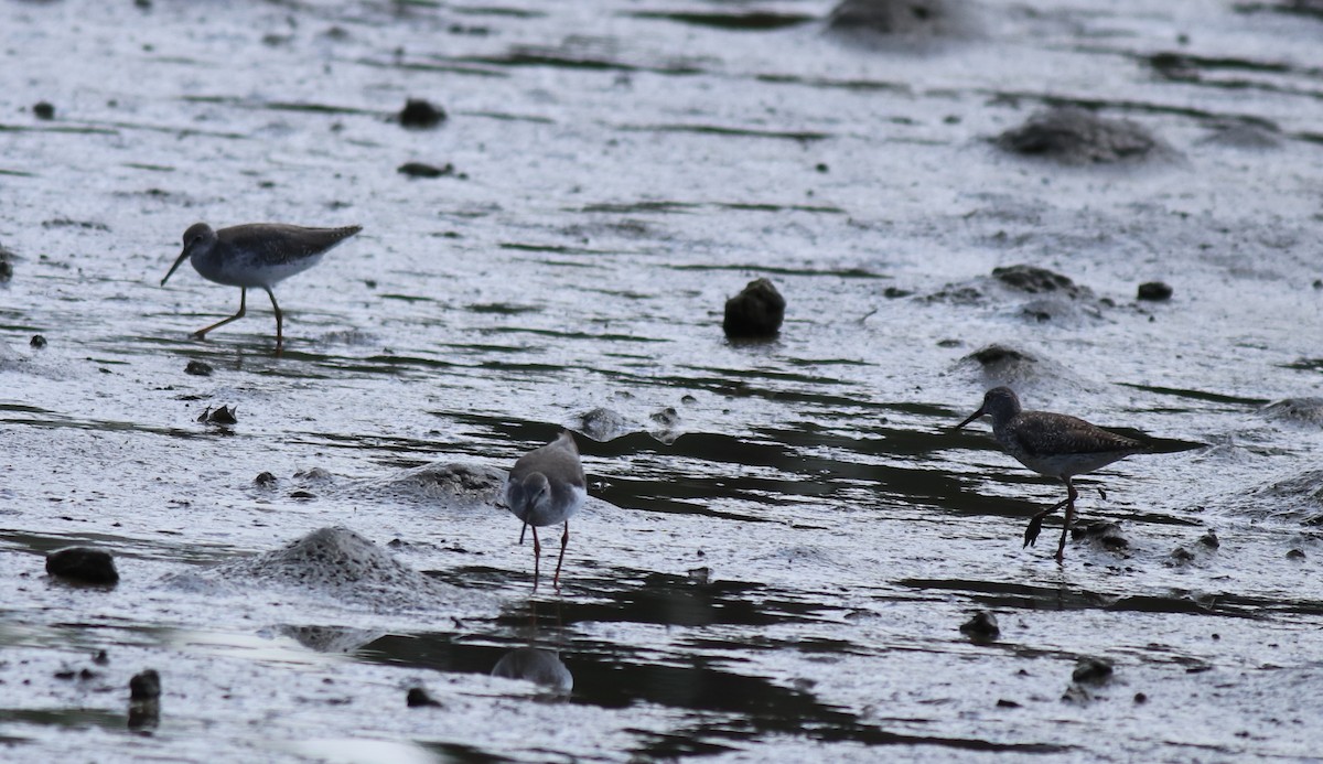 Common Redshank - ML646339857