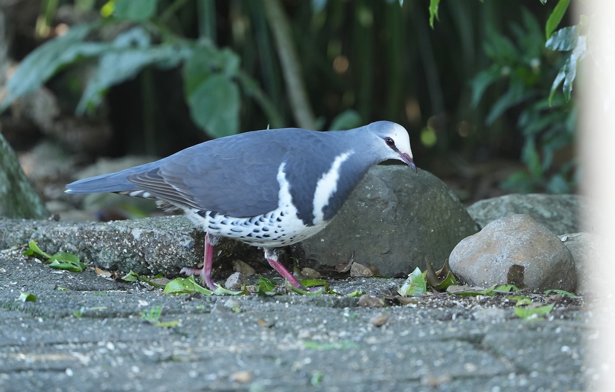 Paloma Wonga - ML646339858