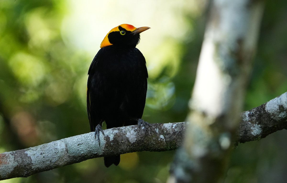 Regent Bowerbird - ML646339864