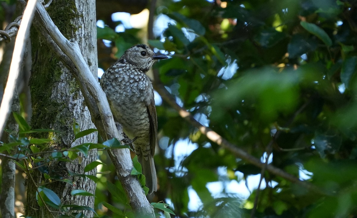 Regent Bowerbird - ML646339865