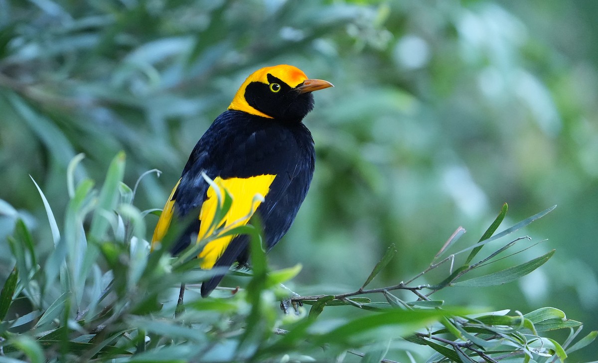 Regent Bowerbird - ML646339866