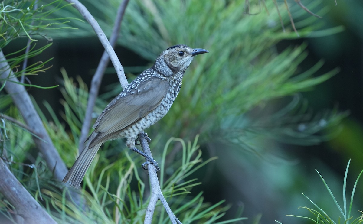 Regent Bowerbird - ML646339867