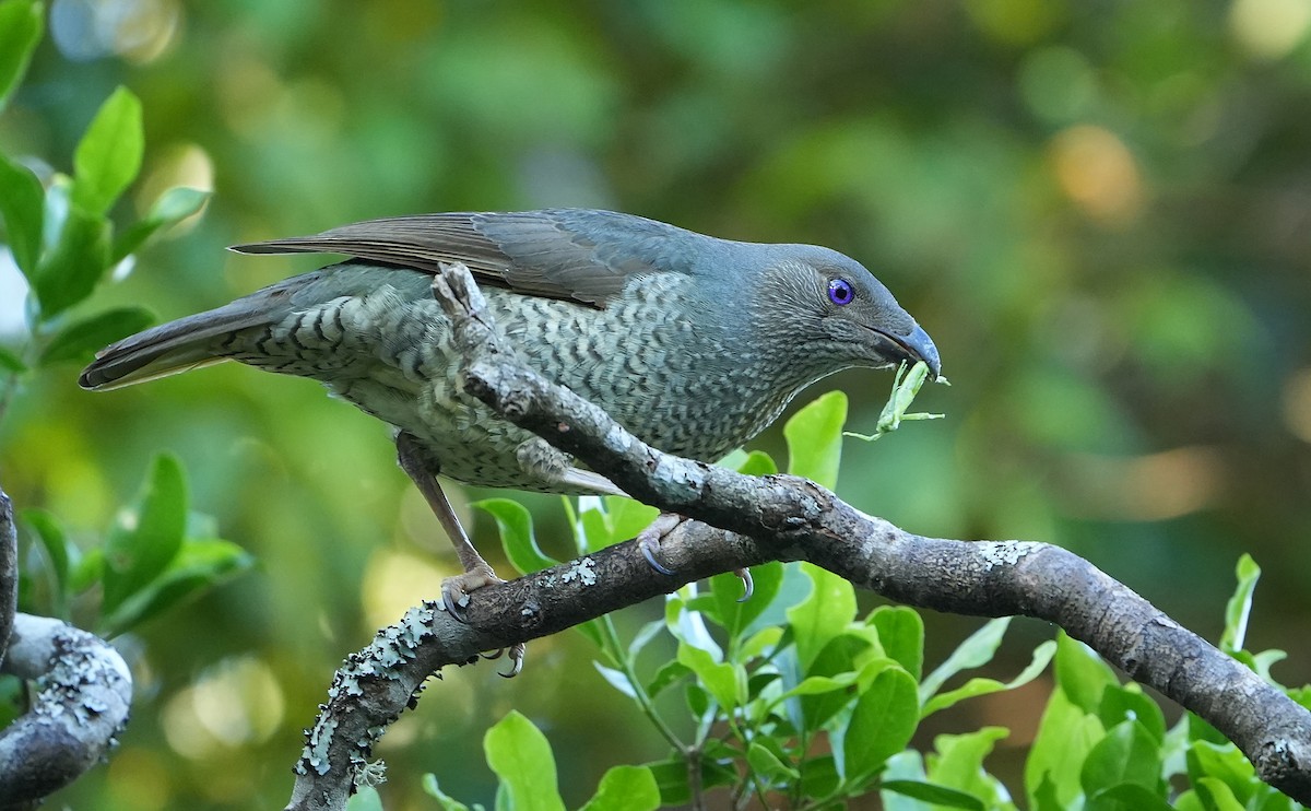 Satin Bowerbird - ML646339868