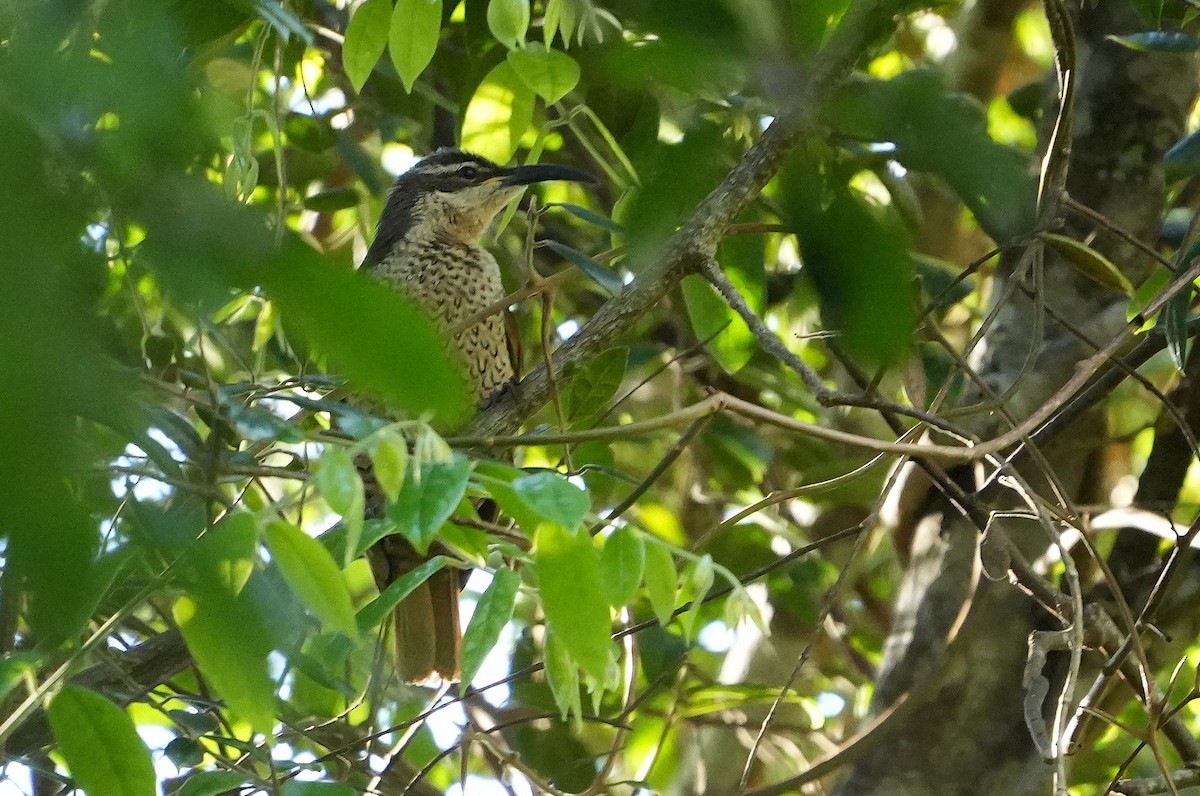 Paradise Riflebird - ML646339869