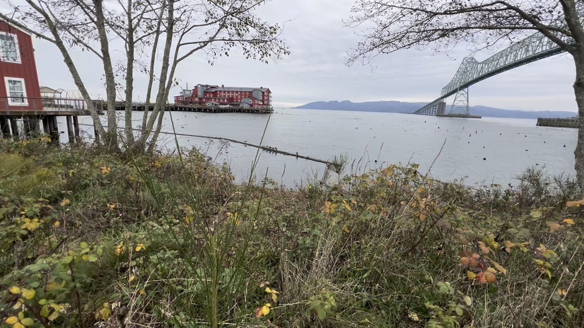 アメリカヒバリシギ - ML646339870