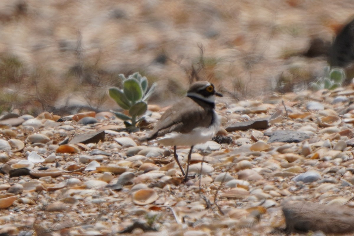 Little Ringed Plover - ML646339873