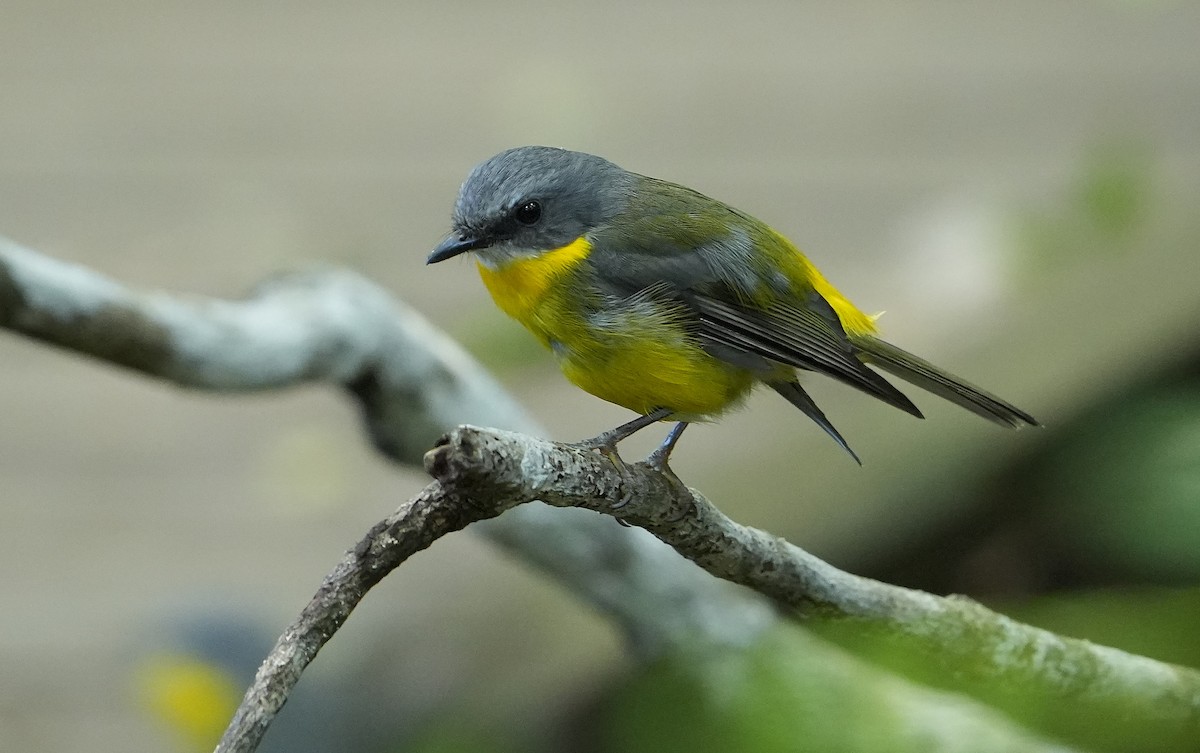 Eastern Yellow Robin - ML646339874