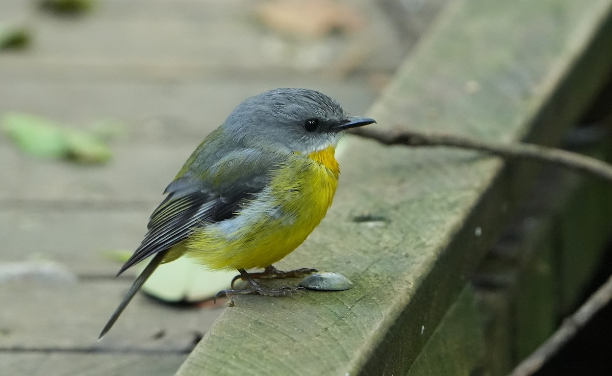Eastern Yellow Robin - ML646339875
