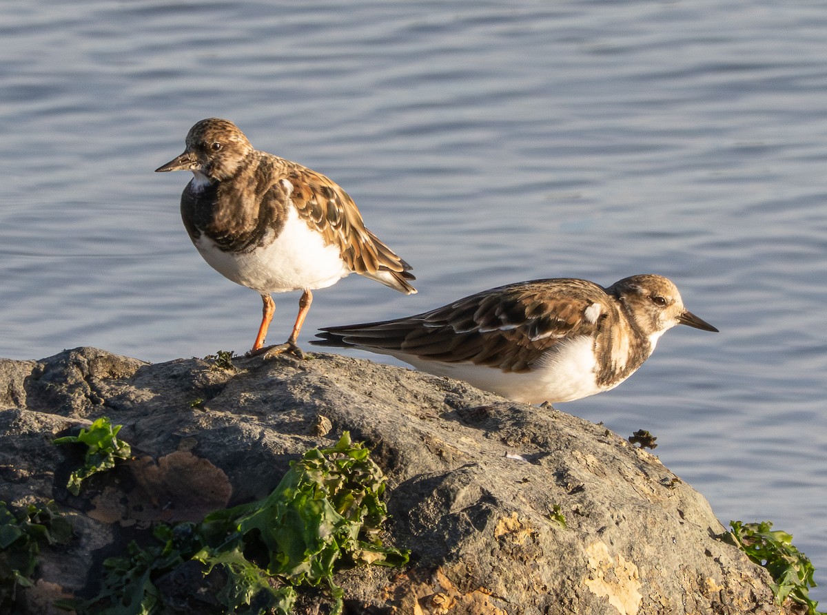 Ruddy Turnstone - ML646339876