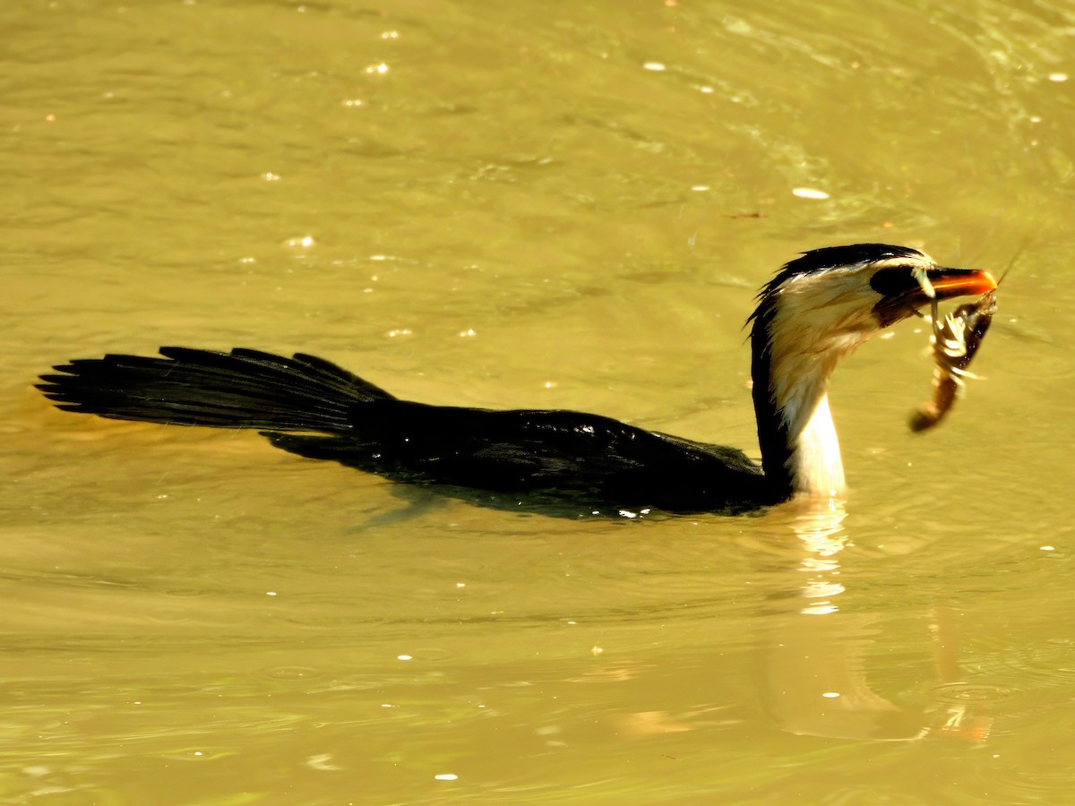 Little Pied Cormorant - ML646339878