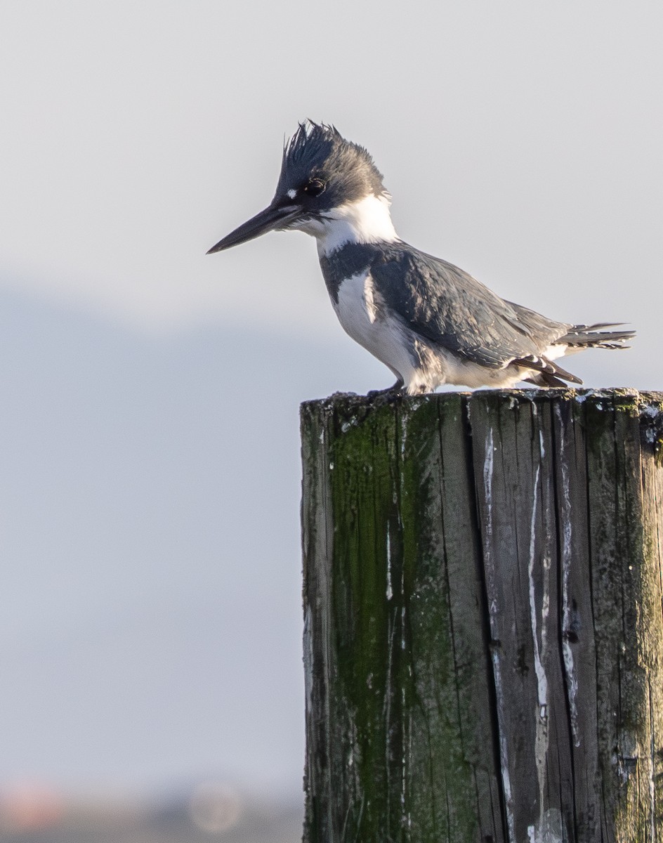 Belted Kingfisher - ML646339880