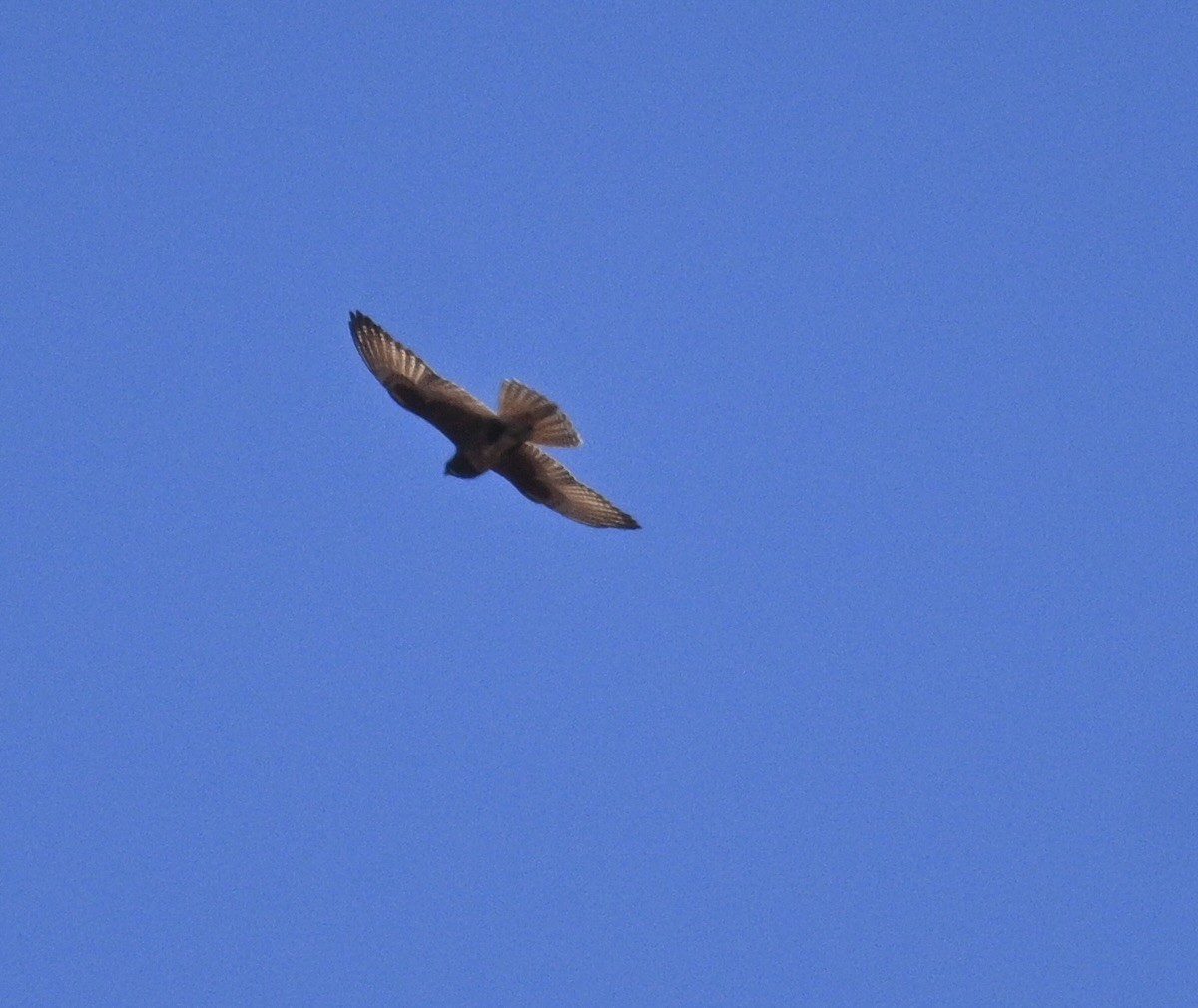 Brown Falcon - ML646339881