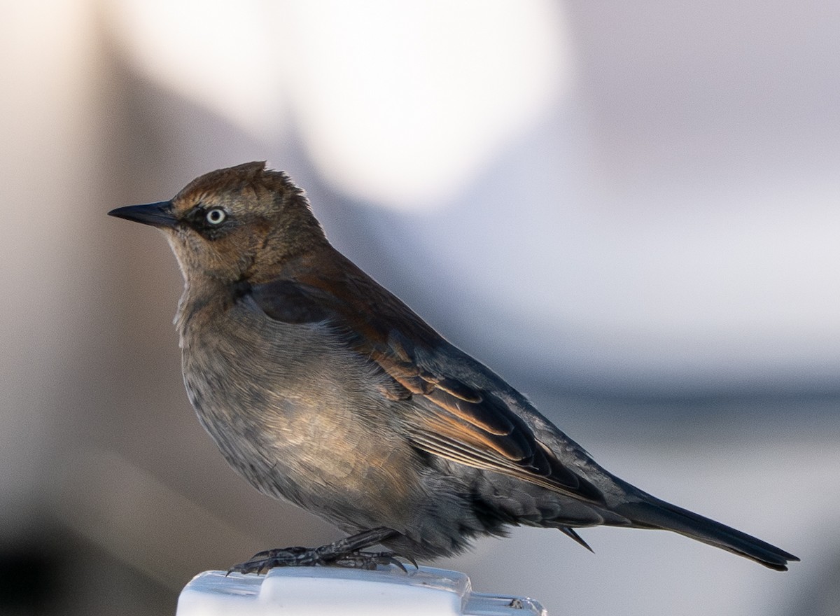Rusty Blackbird - ML646339883