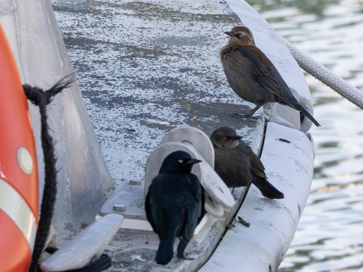 Rusty Blackbird - ML646339884