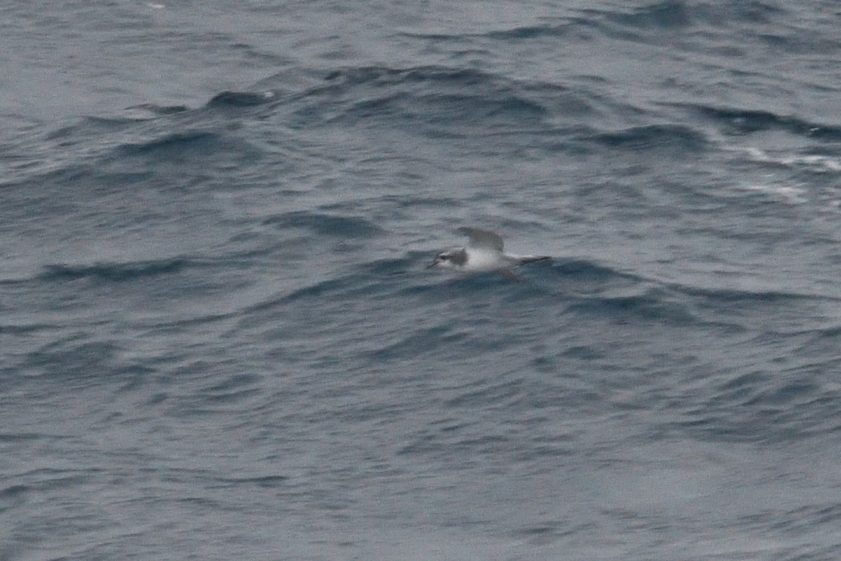 prion sp. - ML646339885