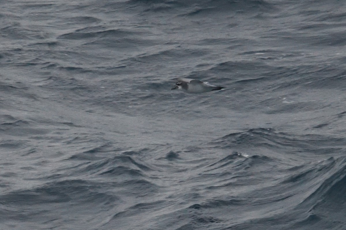 prion sp. - ML646339886