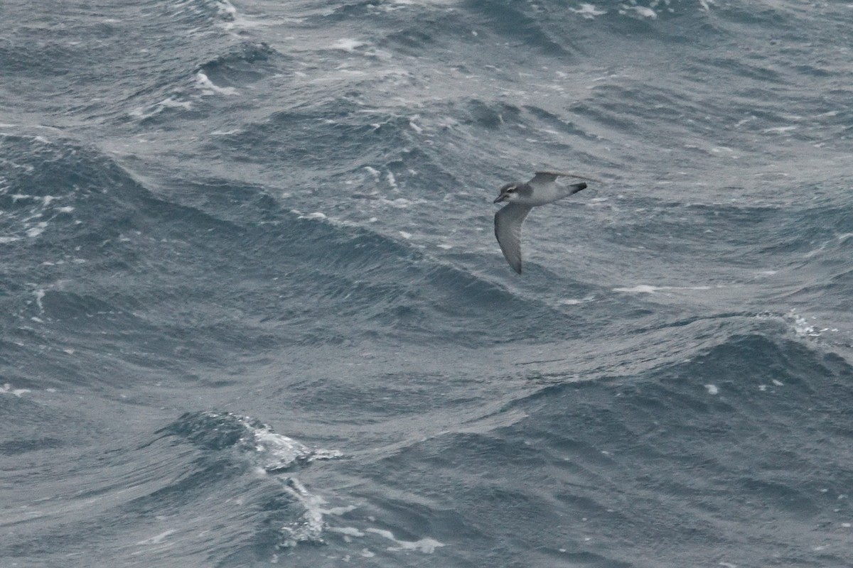 prion sp. - ML646339887