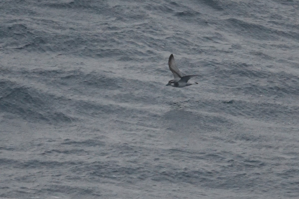 prion sp. - ML646339888