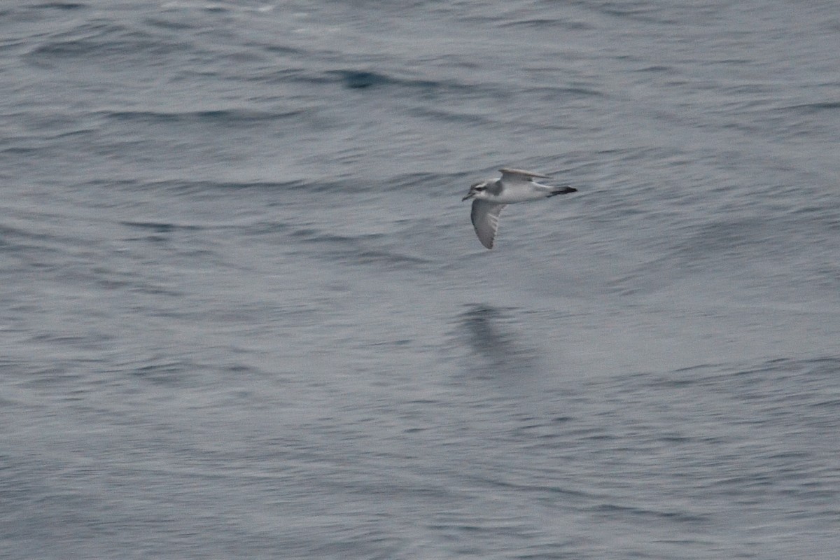 prion sp. - ML646339889