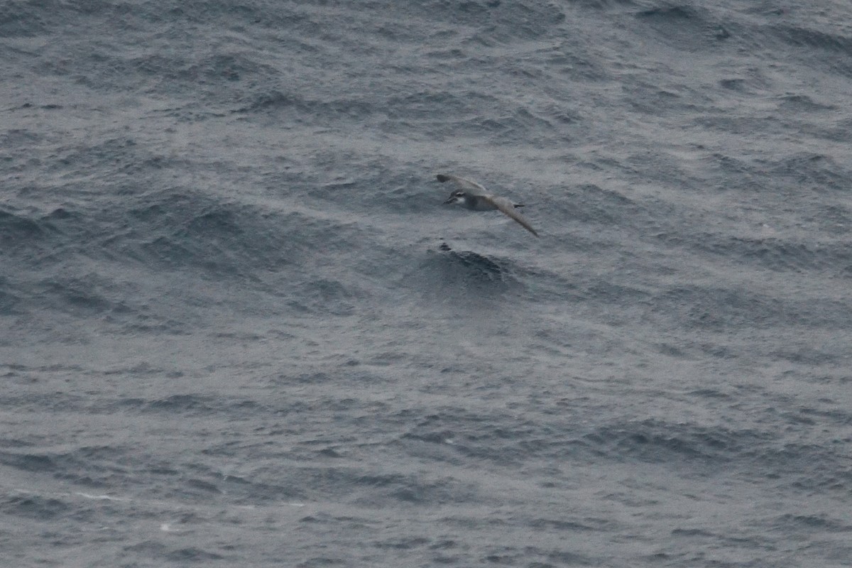 prion sp. - ML646339890