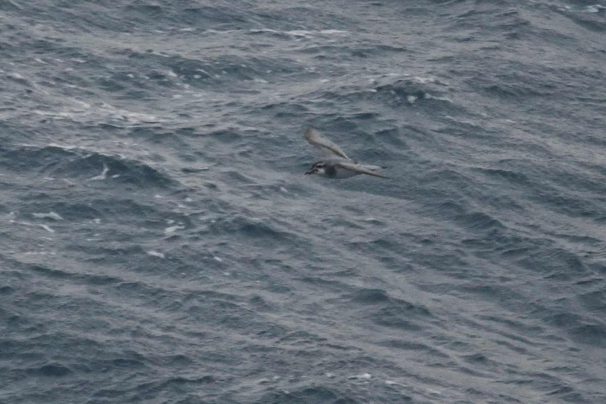 prion sp. - ML646339891