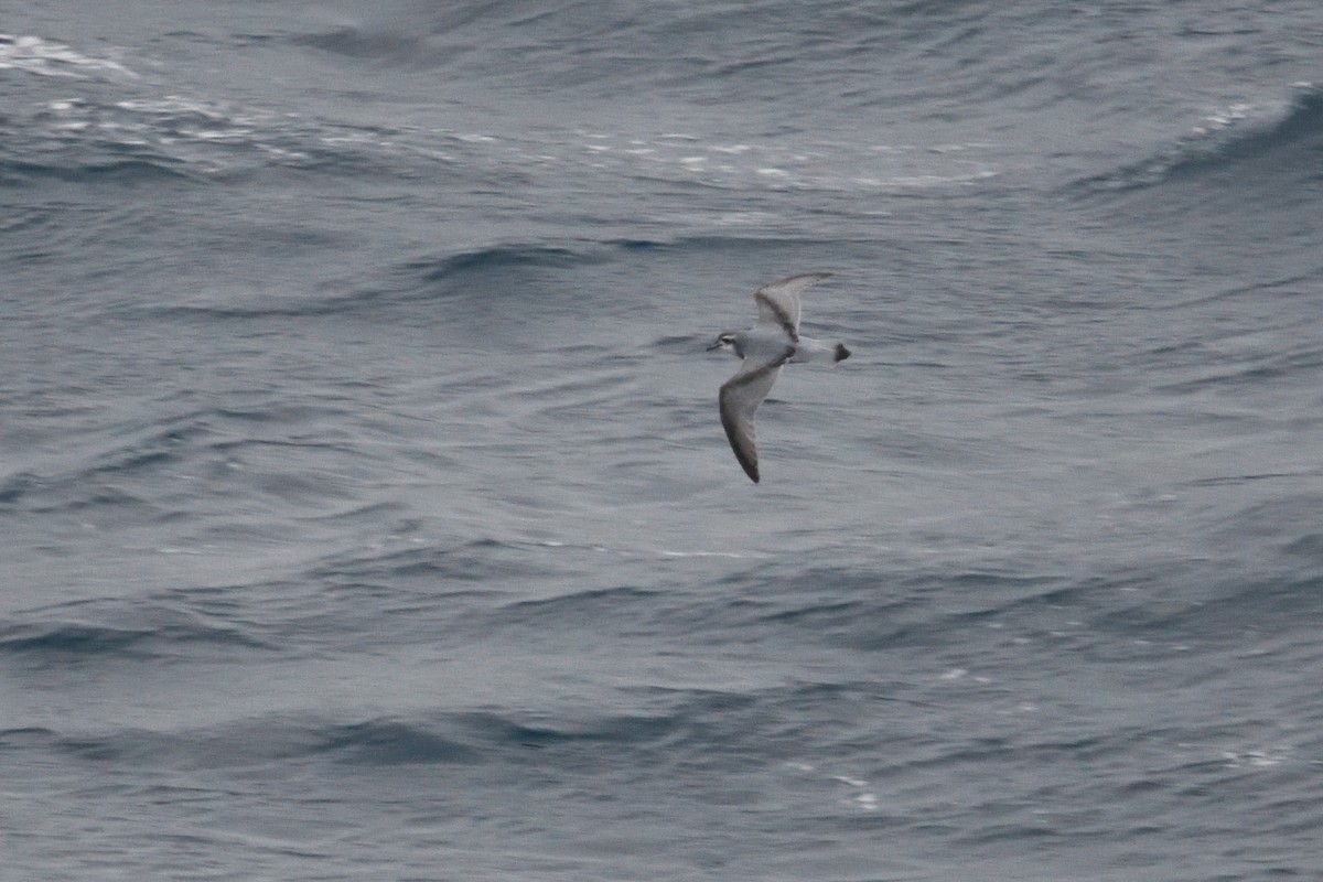 prion sp. - ML646339892