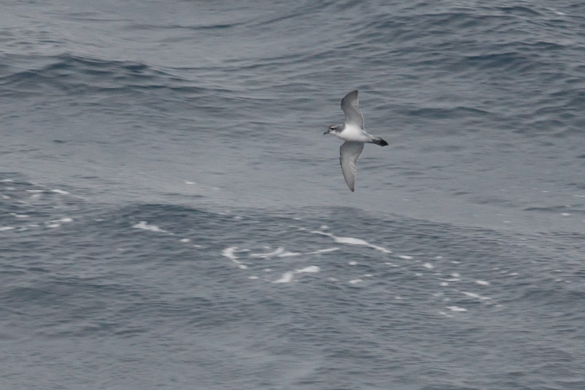 prion sp. - ML646339894