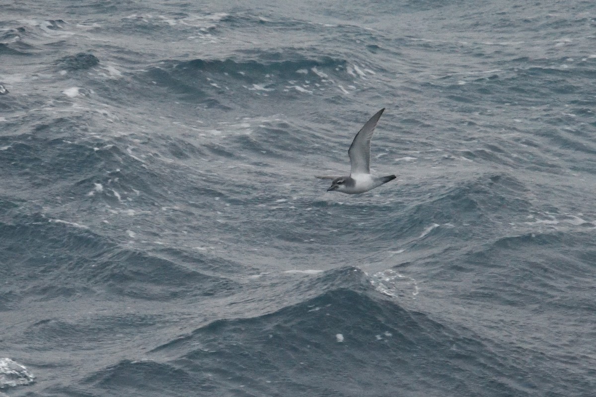 prion sp. - ML646339895