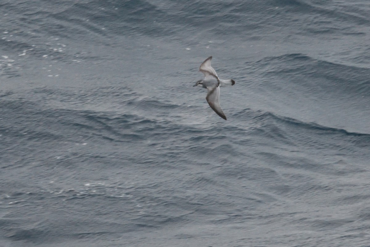 prion sp. - ML646339896