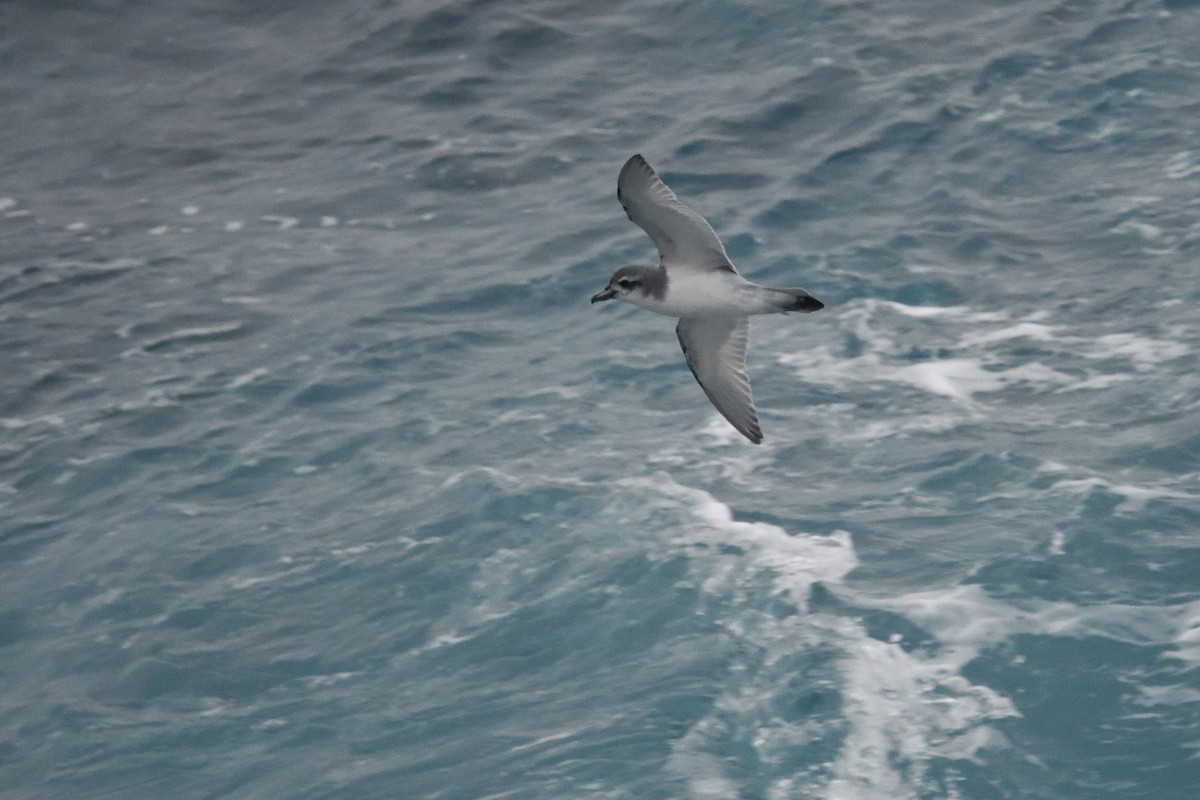 prion sp. - ML646339898