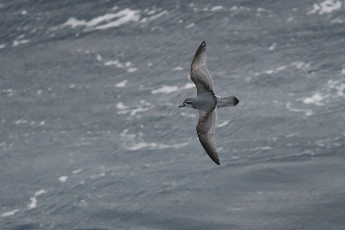 prion sp. - ML646339899