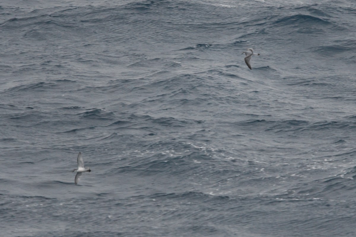 prion sp. - ML646339900