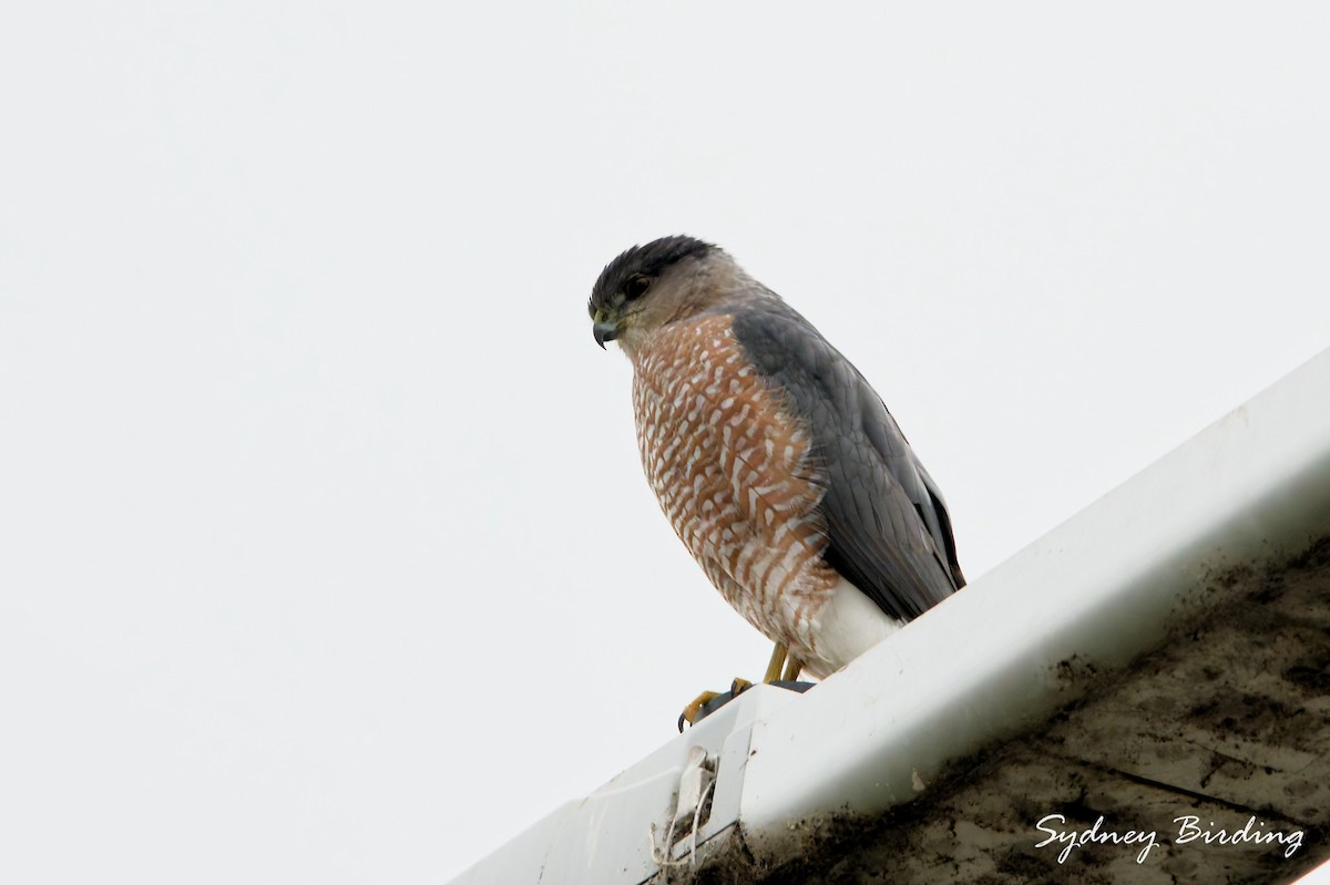 Cooper's Hawk - ML646339901