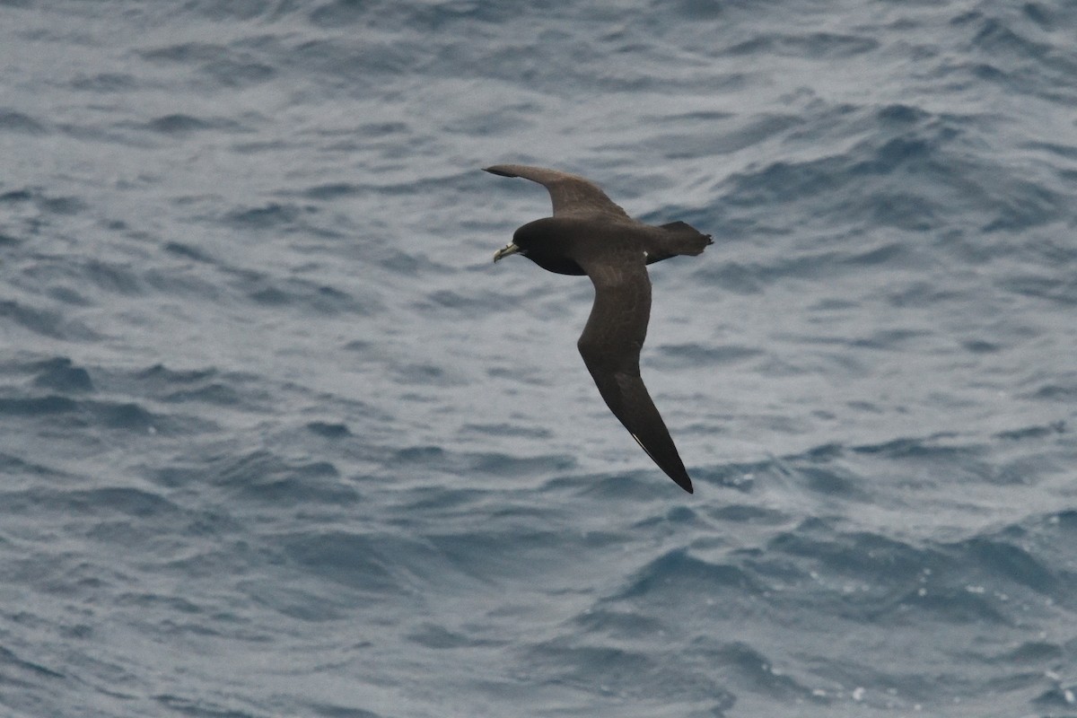 White-chinned Petrel - ML646339903