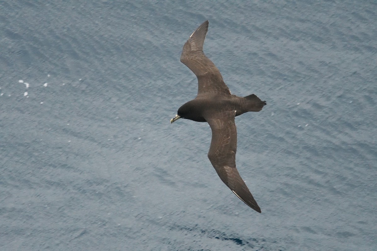 White-chinned Petrel - ML646339904