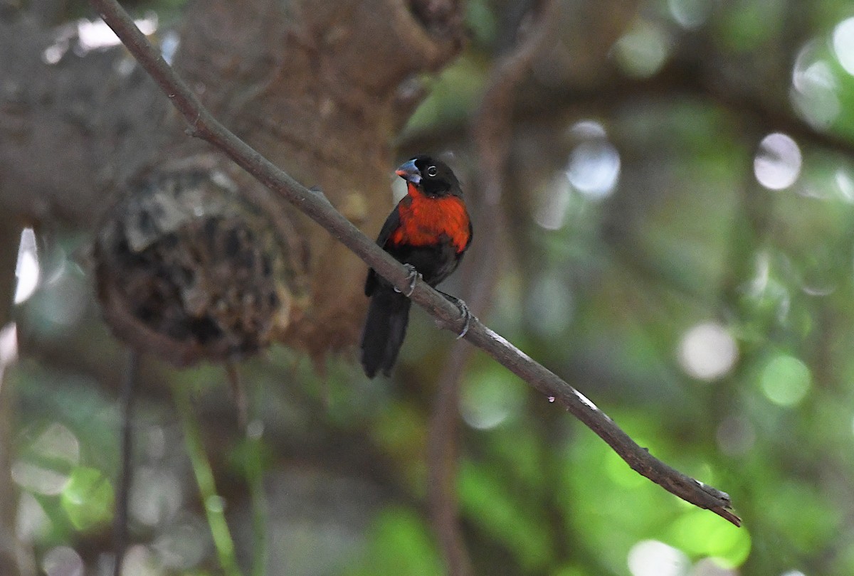 Western Bluebill - ML646339905