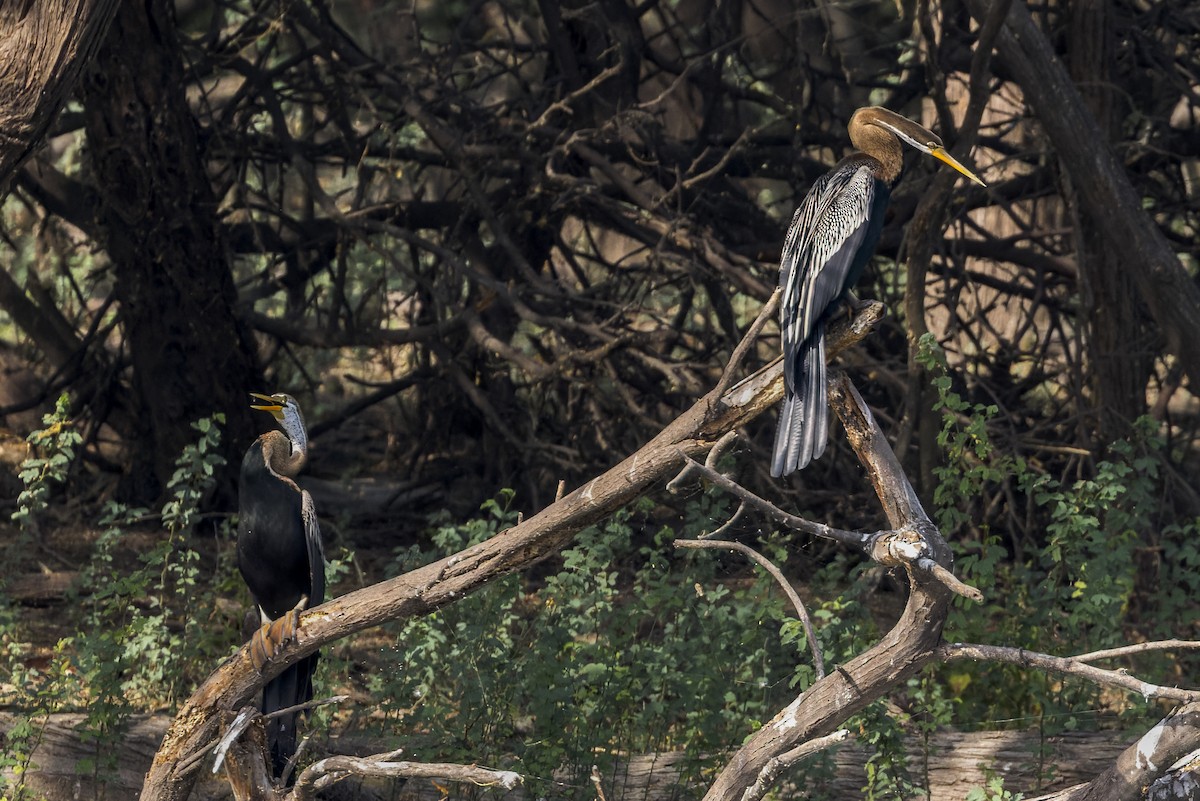 Doğu Yılanboyunu - ML646339906