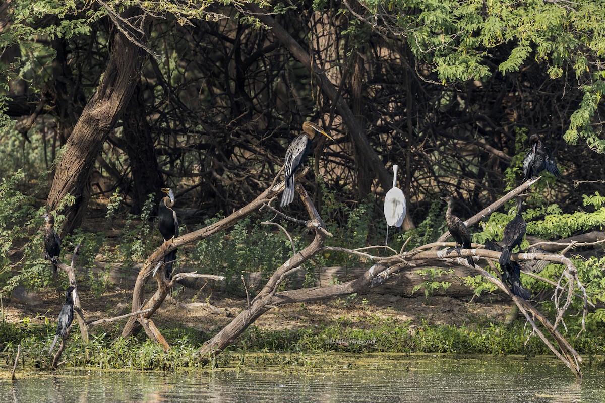 Doğu Yılanboyunu - ML646339907