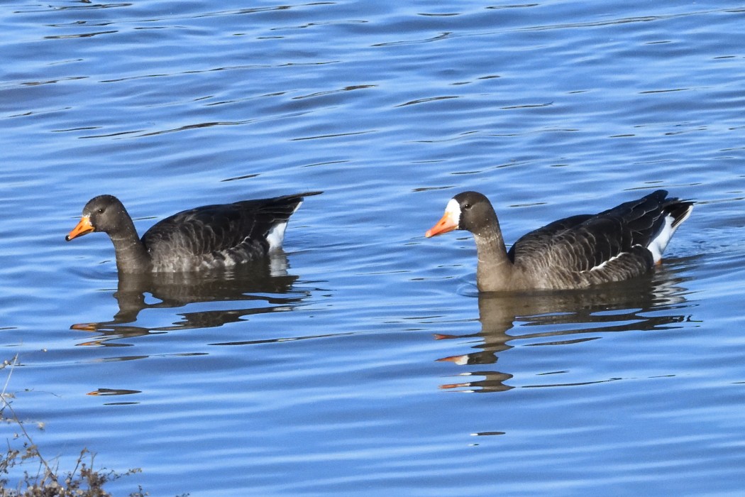 Greater White-fronted Goose - ML646339908